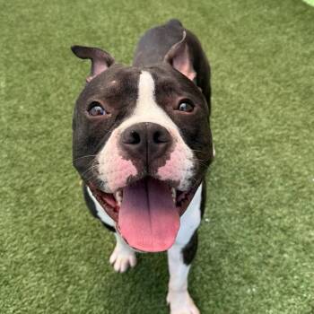 Kevin -  Pit Bull Terrier Dog Available for Adoption in Los Angeles, California - Kevin | PetCurious