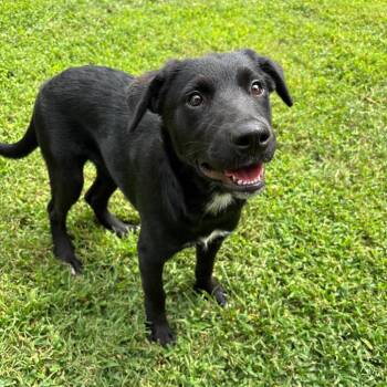 Mojave -  Border Collie and Mixed Breed Dog for Adoption in Roxboro, North Carolina - Mojave | PetCurious