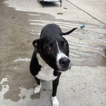 Scout -  Mixed Breed Dog for Adoption in Hamden, Connecticut - Scout | PetCurious
