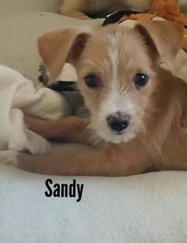 Sandy -  Chihuahua and Terrier Dog for Adoption in Mesa, Arizona - Sandy | PetCurious