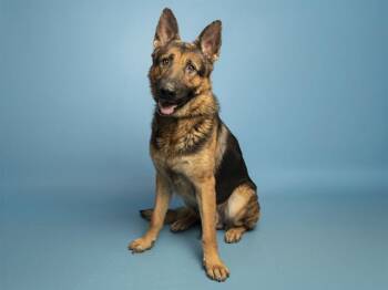 German Shepherd Dog Dogs Available for Adoption in Phoenix, Arizona - REGGIE | PetCurious