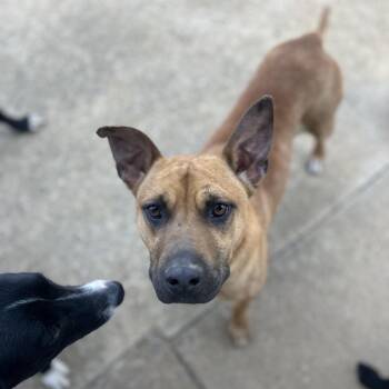 Mixed Breed Dogs Available for Adoption in Brownsboro, Alabama - Bryce | PetCurious