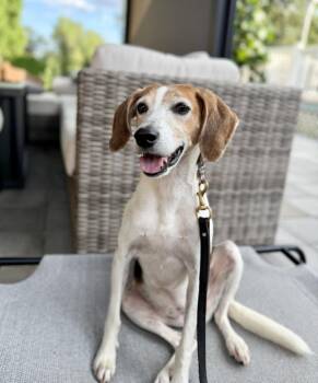 Harper -  Foxhound Dog for Adoption in Greenlawn, New York - Harper | PetCurious