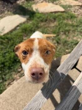 Daisy -  Rat Terrier and Beagle Dog for Adoption in Morton Grove, Illinois - Daisy | PetCurious