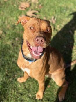 Pit Bull Terrier Dogs Available for Adoption - Dobie | PetCurious