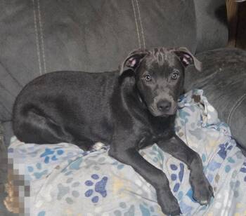 Adele -  Labrador Retriever and Pit Bull Terrier Dog for Adoption in West Peoria, Illinois - Adele | PetCurious