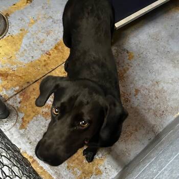 Mixed Breed Dogs Available for Adoption in Gadsden, Alabama - Blackberry | PetCurious