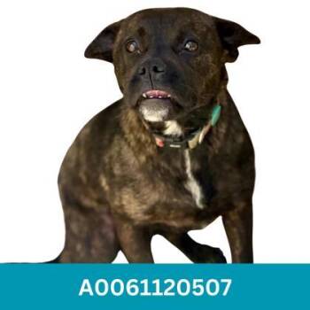 Kenzie -  Bulldog Dog for Adoption in Red Bluff, California - Kenzie | PetCurious