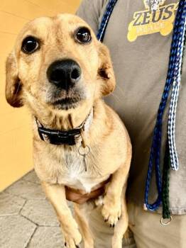 Marley -  Dachshund and Mixed Breed Dog for Adoption in New Orleans, Louisiana - Marley | PetCurious