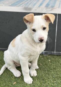 Labrador Retriever and Australian Shepherd Dogs Available for Adoption - Noodle | PetCurious