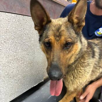 Amora -  German Shepherd Dog and Mixed Breed Dog for Adoption in Newark, New Jersey - Amora | PetCurious