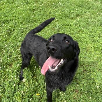 Black Labrador Retriever Dogs Available for Adoption in Circleville, Ohio - Brisket | PetCurious