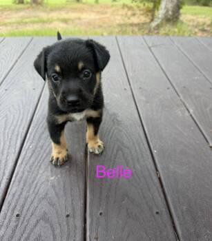 Belle -  Australian Cattle Dog Blue Heeler and Labrador Retriever Dog for Adoption in The Woodlands, Texas - Belle | PetCurious