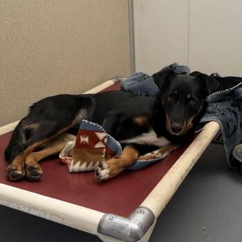 Tyco -  Cattle Dog and Mixed Breed Dog for Adoption in Rifle, Colorado - Tyco | PetCurious