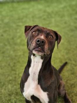 Pit Bull Terrier and Mixed Breed Dogs Available for Adoption in Savannah, Georgia - Diamond | PetCurious