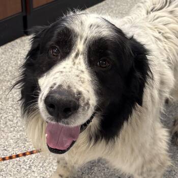 Great Pyrenees Dogs Available for Adoption in Normal, Illinois - Luka | PetCurious