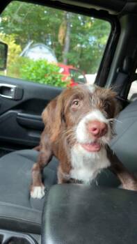 Levi -  Australian Shepherd and Goldendoodle Dog for Adoption in Chattanooga, Tennessee - Levi | PetCurious