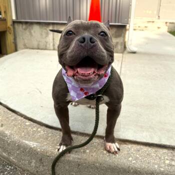 Gertrude -  Mixed Breed Dog for Adoption in Brookhaven, New York - Gertrude | PetCurious