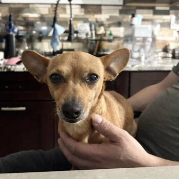Peanut -  Chihuahua and Mixed Breed Dog for Adoption in Plainfield, Illinois - Peanut | PetCurious