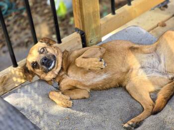 Rescue Pug and Rat Terrier Dogs for Adoption in Calgary, Alberta - Ramona | PetCurious