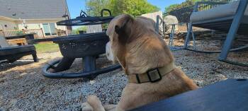 Pit Bull Terrier and Labrador Retriever Dogs Available for Adoption in Holly Springs, North Carolina - Grasshopper | PetCurious