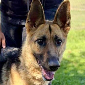 Teegan -  German Shepherd Dog Dog for Adoption in Vallejo, California - Teegan | PetCurious