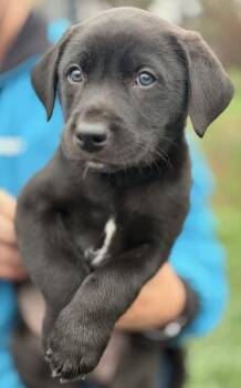 Border Collie Dogs Available for Adoption - Enzo Ferrari | PetCurious