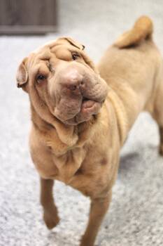 Shar Pei Dogs Available for Adoption in Manchester, New Hampshire - Pucker In NH! Come Meet Our Adoptable Dogs Wednesday-Saturday. M | PetCurious