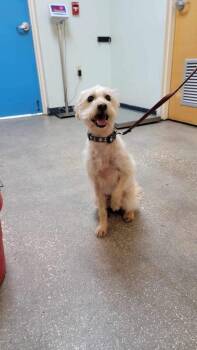 Mixed Breed Dogs Available for Adoption in Ocala, Florida - Levi (Rev) | PetCurious