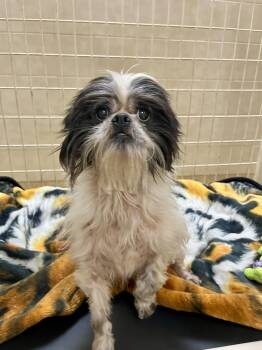 Rescue Shih Tzu Dogs for Adoption in Kerrville, Texas - Milo | PetCurious