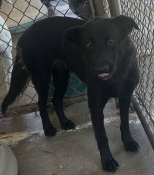 Gloria -  Black Labrador Retriever Dog Available for Adoption in Bruce, Mississippi - Gloria | PetCurious