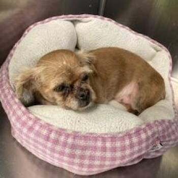 Shih Tzu Dogs Available for Adoption in Spokane, Washington - Phebie | PetCurious