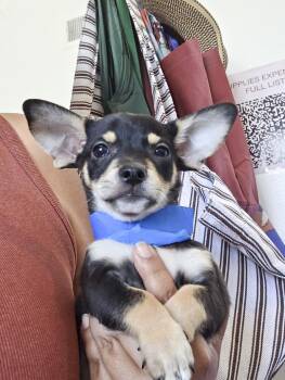 Apollo -  Chihuahua Dog for Adoption in West Hollywood, California - Apollo | PetCurious