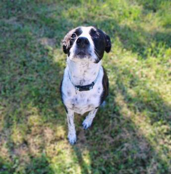 Rescue Hound and Labrador Retriever Dogs for Adoption in Parsons, West Virginia - Lily Mae | PetCurious
