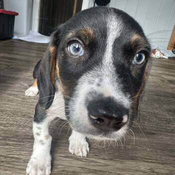 Rescue Basset Hound and Mixed Breed Dogs for Adoption in Greece, New York - Freddy | PetCurious