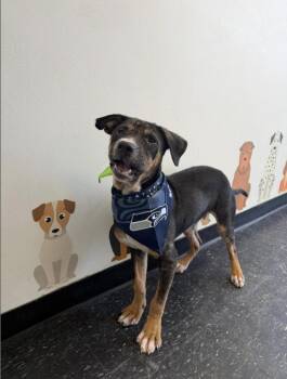 Mixed Breed Dogs Available for Adoption - Mable | PetCurious