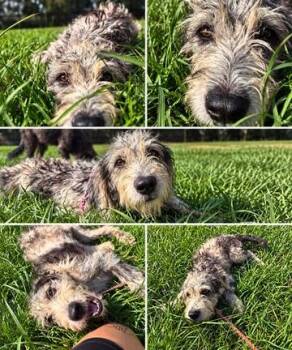 Bert -  Irish Wolfhound and Standard Poodle Dog for Adoption in Covington, Louisiana - Bert | PetCurious