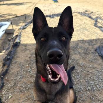 German Shepherd Dog Dogs Available for Adoption in Reno, Nevada - Mystra | PetCurious