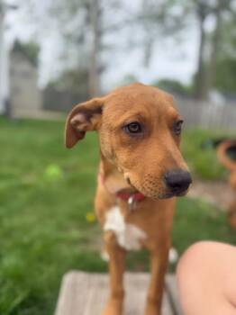 Honey -  Labrador Retriever Dog Available for Adoption in New London, Wisconsin - Honey | PetCurious