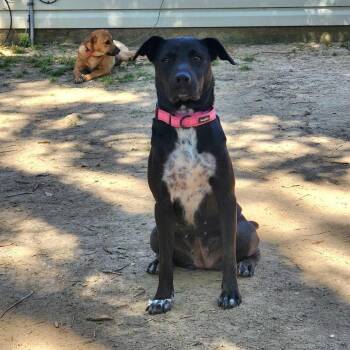 Holly (Reduced Rover) -  Black Labrador Retriever and Australian Cattle Dog Blue Heeler Dog for Adoption in Abbotsford, British Columbia - Holly (Reduced Rover) | PetCurious