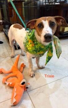 Trixie -  Parson Russell Terrier and Dachshund Dog for Adoption in Maitland, Florida - Trixie | PetCurious