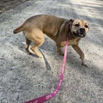 Kortney -  Cane Corso Dog Available for Adoption in Sanford, North Carolina - Kortney | PetCurious