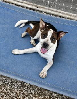Phoenix -  Cattle Dog Dog for Adoption in Bandera, Texas - Phoenix | PetCurious
