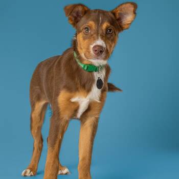 AAD Upcoming Arrival!  Dakota - 26110 -  Australian Shepherd Dog for Adoption in Armonk, New York - AAD Upcoming Arrival!  Dakota - 26110 | PetCurious