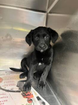 Poodle Dogs Available for Adoption in Hopkinsville, Kentucky - Clover | PetCurious