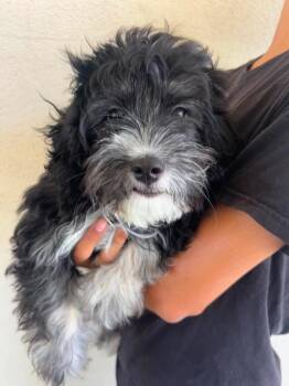 Lola -  Maltipoo Dog for Adoption in Kingsburg, California - Lola | PetCurious