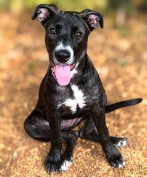 Daisy -  Labrador Retriever and Terrier Dog for Adoption in El Dorado, Arkansas - Daisy | PetCurious