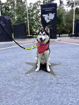Comet -  Siberian Husky Dog for Adoption in Houston, Texas - Comet | PetCurious