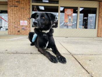 Shepherd and Labrador Retriever Dogs Available for Adoption - Taki | PetCurious