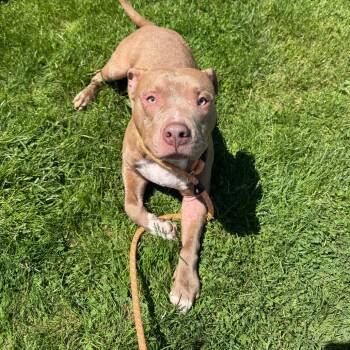 Rescue Pit Bull Terrier Dogs for Adoption in Napoleon, Ohio - Charlie 17D25 | PetCurious